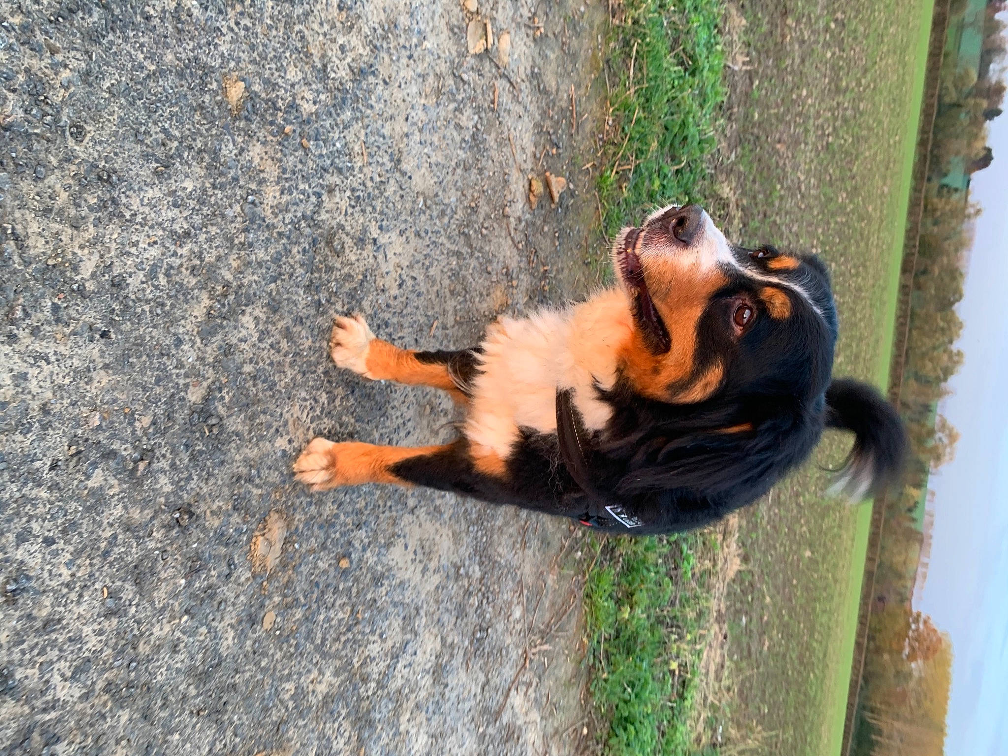 Kara participe au concours pour gagner de l'argent avec cette photo : canidae, carnivore, dog, dog_breed, fawn, sporting_group, tail