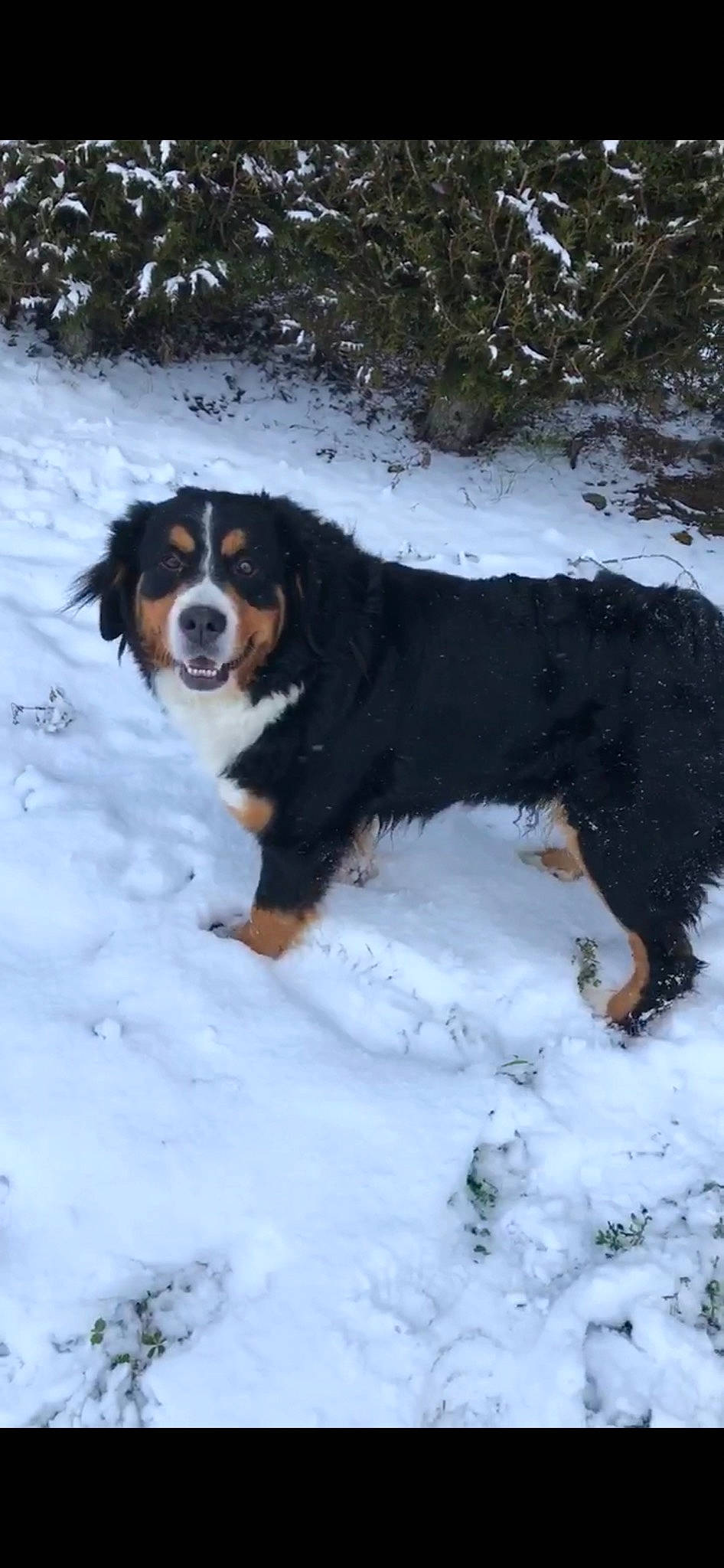 Kara participe au concours pour gagner de l'argent avec cette photo : appenzeller_sennenhund, bernese_mountain_dog, canidae, carnivore, companion_dog, dog, dog_breed, english_shepherd, entlebucher_mountain_dog, greater_swiss_mountain_dog, herding_dog, mammal, rare_breed_dog, snow, sporting_group, vertebrate, working_dog