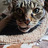 cat, tabby, close_up, whiskers, blanket, furry, pet, cozy, soft_texture, animal, indoor, cute, face, ears, nose, fur, curious, expression, resting, comfort