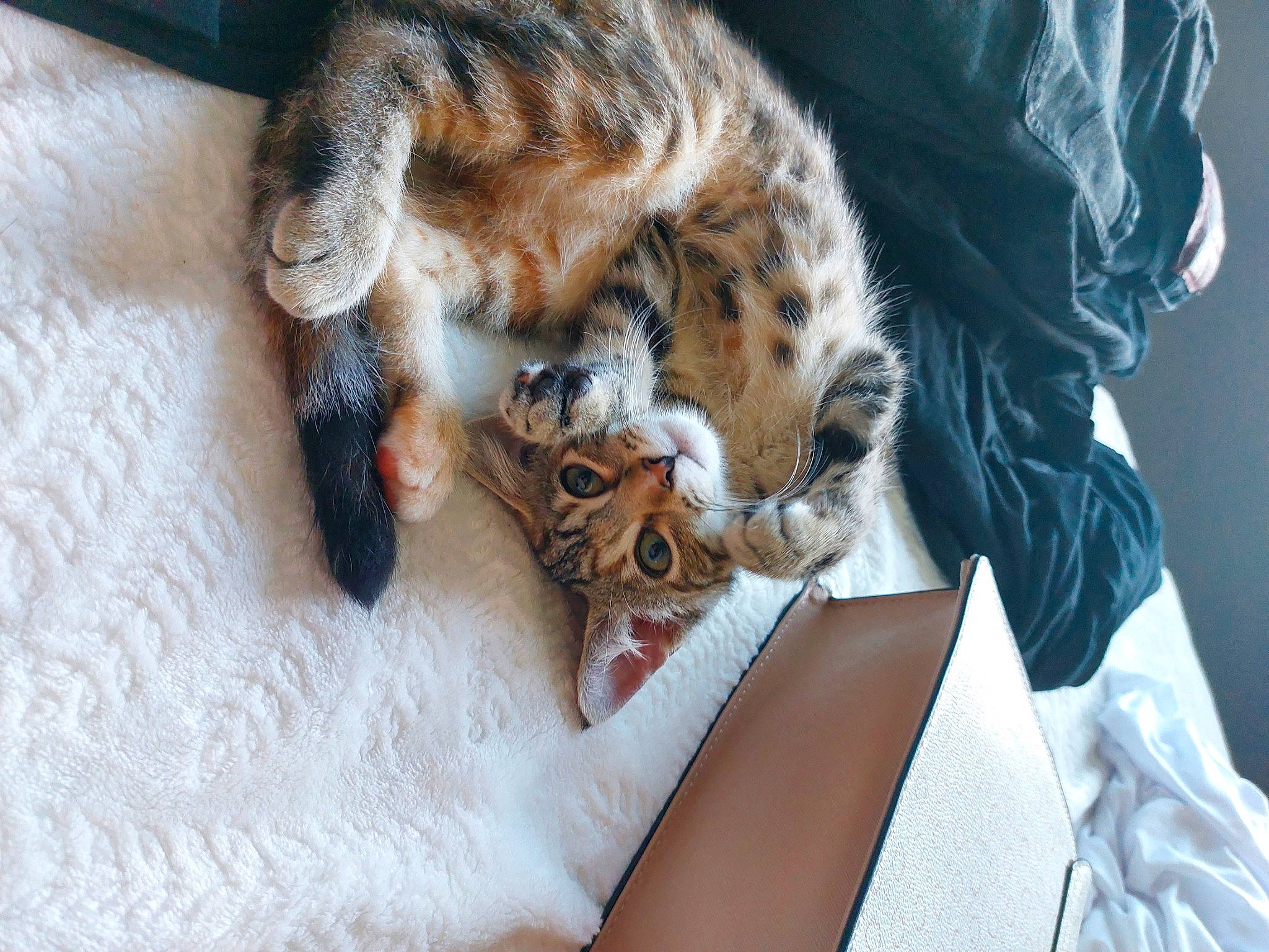 Unna participe au concours pour gagner de l'argent avec cette photo : big_cats, carnivore, cat, claw, comfort, domestic_short_haired_cat, eye, felidae, fur, linens, nap, paw, sleep, small_to_medium_sized_cats, snout, tail, terrestrial_animal, toy, whiskers, wildlife