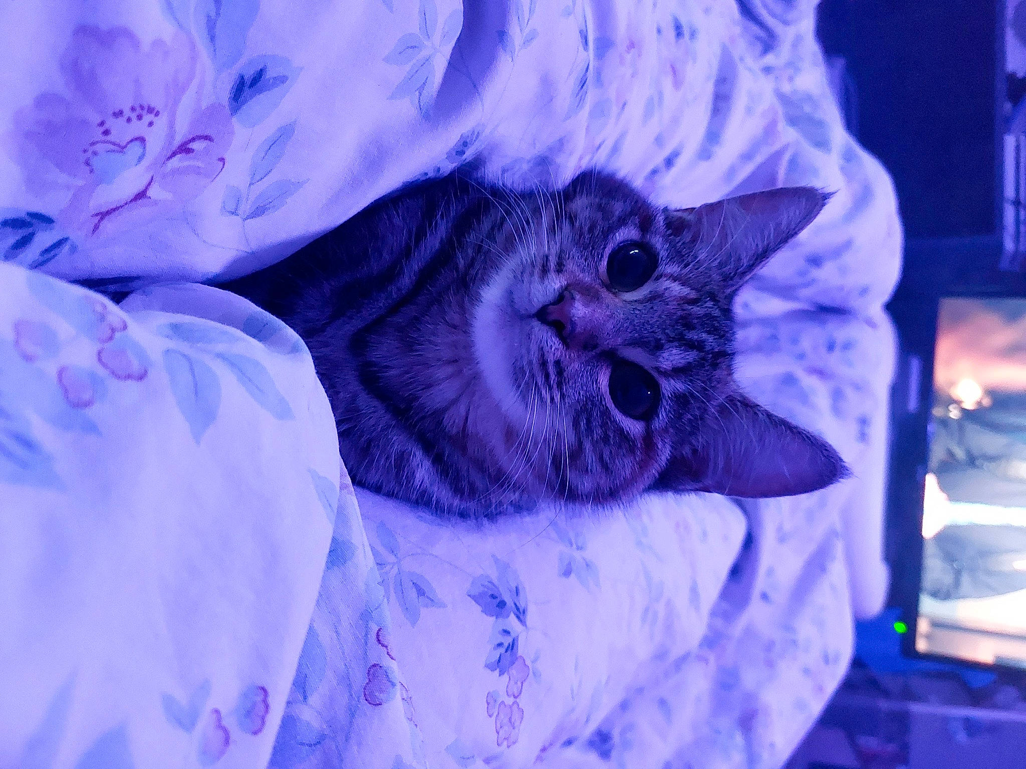 Unna a rejoint le concours — aidez-le/la à gagner de superbes lots ! blue, carnivore, cat, domestic_short_haired_cat, electric_blue, event, eye, felidae, freezing, fur, magenta, petal, plant, purple, small_to_medium_sized_cats, snout, tree, violet, whiskers, winter