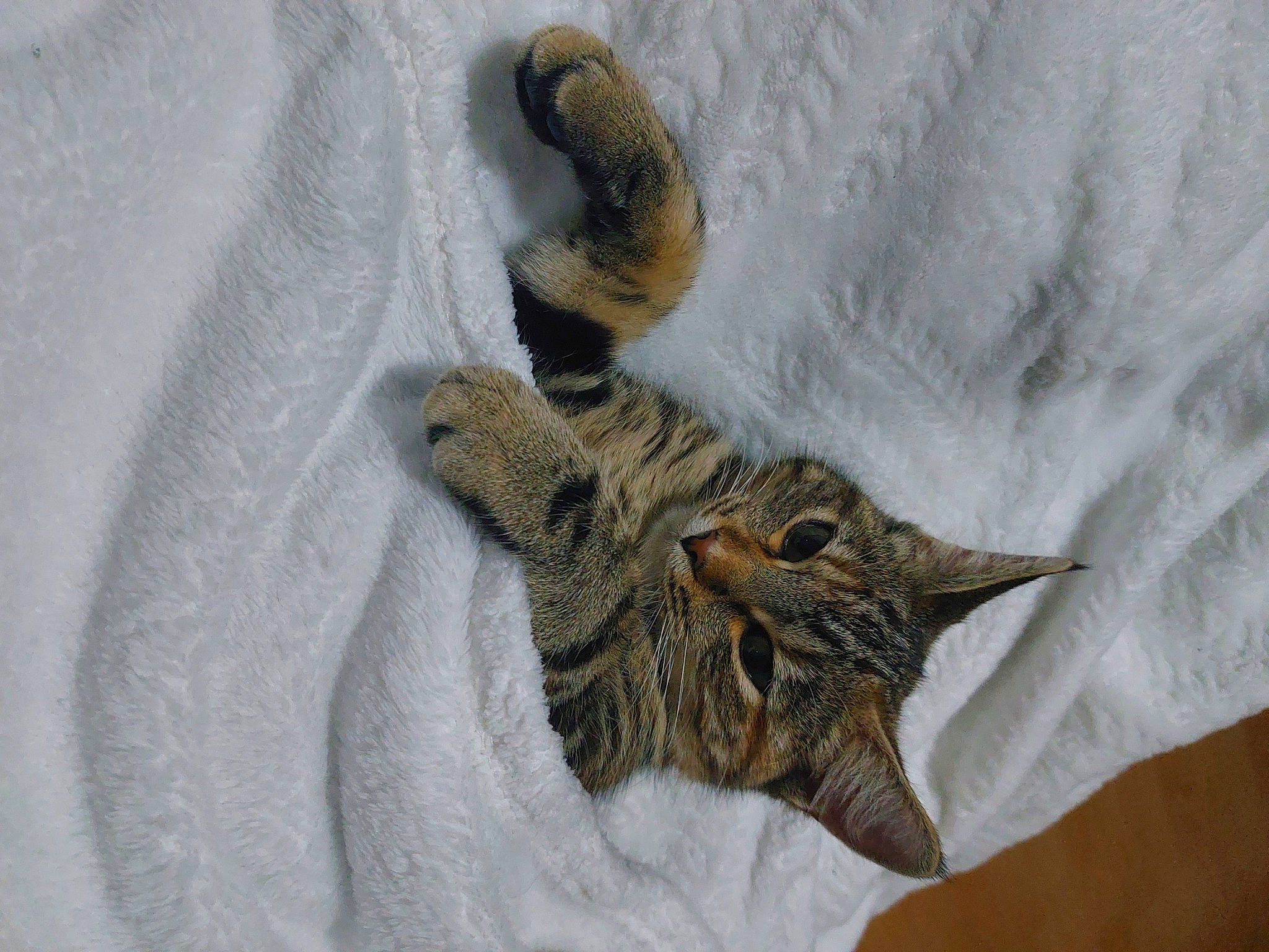 Unna a rejoint le concours — aidez-le/la à gagner de superbes lots ! cat, domestic_short_haired_cat, felidae, fur, grey, insect, linens, pattern, plant, sleeve, small_to_medium_sized_cats, tail, textile, tree, twig, whiskers, window, winter, wood, wool