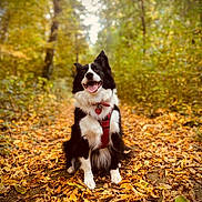 Nala participe au concours pour gagner de l'argent avec cette photo : dog, border_collie, autumn, forest, leaves, path, outdoor, nature, happy, pet, animal, fur, black_and_white, canine, sitting, harness, tongue_out, smiling, fall, trees