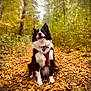 dog, border_collie, autumn, forest, leaves, path, outdoor, nature, happy, pet, animal, fur, black_and_white, canine, sitting, harness, tongue_out, smiling, fall, trees