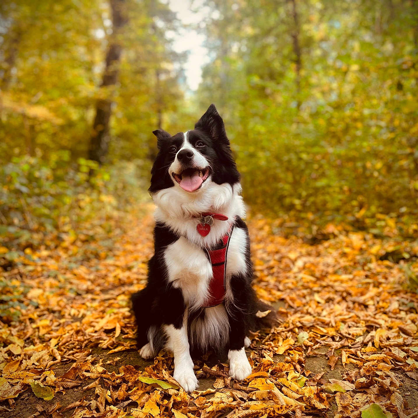Nala participe au concours pour gagner de l'argent avec cette photo : animal, autumn, black_and_white, border_collie, canine, dog, fall, forest, fur, happy, harness, leaves, nature, outdoor, path, pet, sitting, smiling, tongue_out, trees