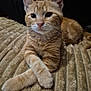 cat, kitten, orange_tabby, pet, feline, whiskers, paws, crossed_paws, cute, adorable, indoor, blanket, fur, animal, resting, young_cat, portrait, soft_texture, close_up, relaxed