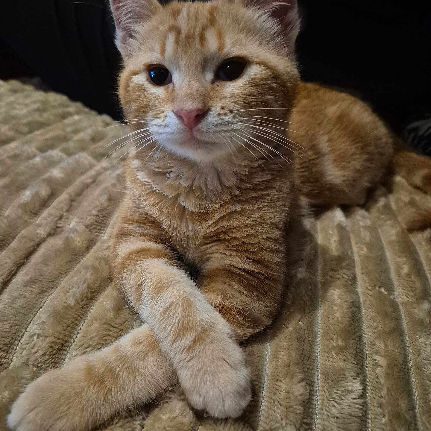 Boubou a rejoint le concours — aidez-le/la à gagner de superbes lots ! adorable, animal, blanket, cat, close_up, crossed_paws, cute, feline, fur, indoor, kitten, orange_tabby, paws, pet, portrait, relaxed, resting, soft_texture, whiskers, young_cat