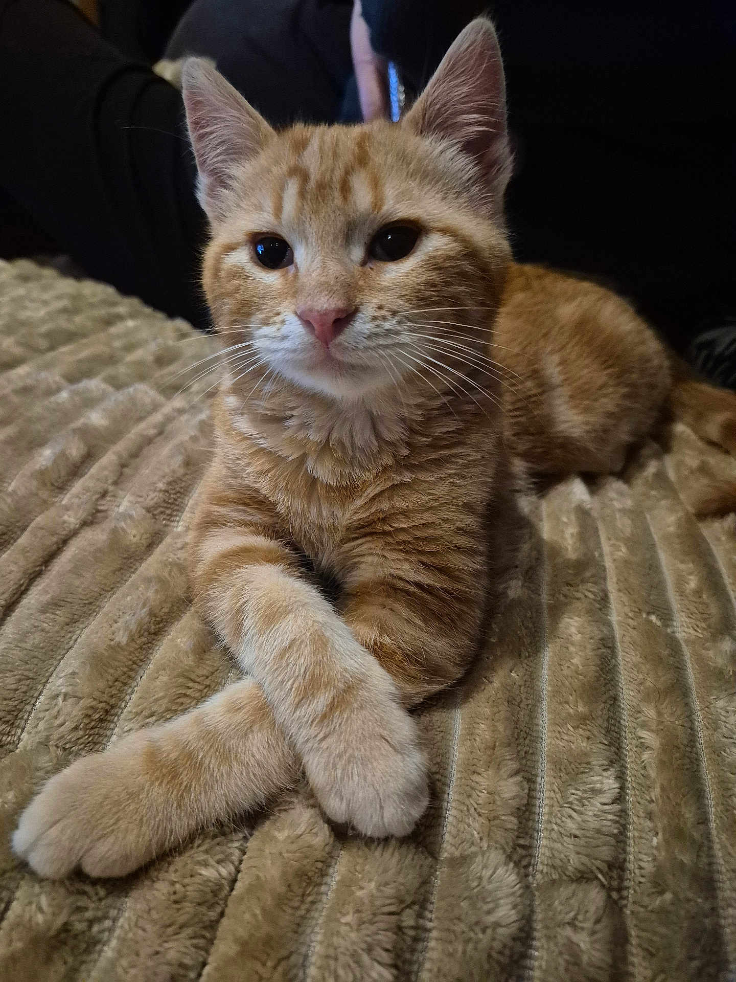 Boubou a rejoint le concours — aidez-le/la à gagner de superbes lots ! cat, kitten, orange_tabby, pet, feline, whiskers, paws, crossed_paws, cute, adorable, indoor, blanket, fur, animal, resting, young_cat, portrait, soft_texture, close_up, relaxed