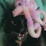 Luna joined the competition — help win amazing prizes! cat, black_cat, toy, octopus_toy, plush_toy, fuzzy, pet, animal, whiskers, blanket, soft, indoor, cute, funny, feline, resting, closeup, face, mouth_open, cozy
