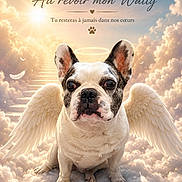 Wally a rejoint le concours — aidez-le/la à gagner de superbes lots ! dog, french_bulldog, angel_wings, halo, clouds, feathers, sunlight, staircase, tribute, memorial, pet, animal, sky, heavenly, sadness, farewell, portrait, closeup, cute, serene