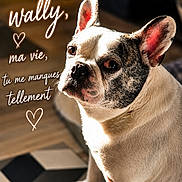 Wally a rejoint le concours — aidez-le/la à gagner de superbes lots ! animal, close_up, companion, cute, dog, domestic, ears, expression, floor, french_bulldog, fur, heart, indoor, looking, love, pet, portrait, sunlight, text_overlay, tile