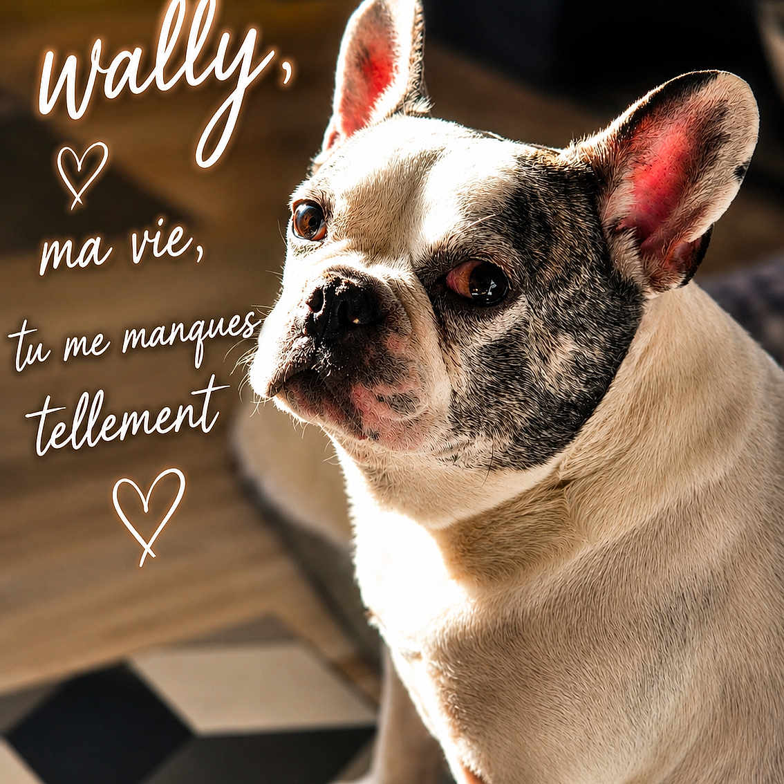 Wally a rejoint le concours — aidez-le/la à gagner de superbes lots ! animal, close_up, companion, cute, dog, domestic, ears, expression, floor, french_bulldog, fur, heart, indoor, looking, love, pet, portrait, sunlight, text_overlay, tile
