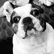 Wally participe au concours pour gagner de l'argent avec cette photo : dog, french_bulldog, pet, close_up, black_and_white, portrait, canine, animal, ears, face, nose, whiskers, fur, indoor, couch, texture, expression, looking_up, cute, companion