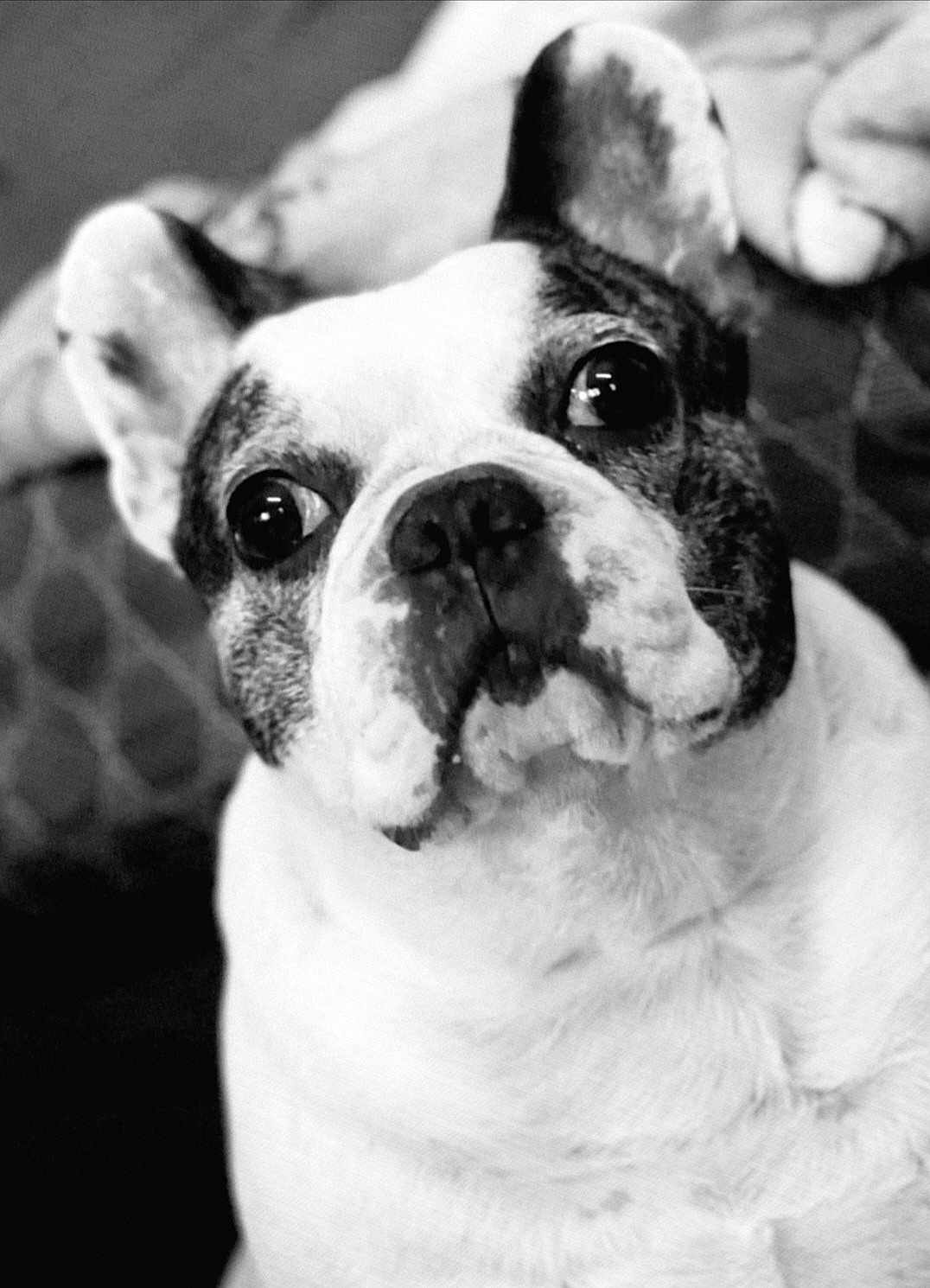 Wally participe au concours pour gagner de l'argent avec cette photo : dog, french_bulldog, pet, close_up, black_and_white, portrait, canine, animal, ears, face, nose, whiskers, fur, indoor, couch, texture, expression, looking_up, cute, companion