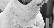 Wally a rejoint le concours — aidez-le/la à gagner de superbes lots ! animal, black_and_white, calm, canine, carpet, close_up, cozy, curtain, dog, ear, face, french_bulldog, fur, indoor, looking_away, pet, portrait, sitting, texture, wall