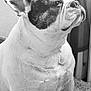 Wally a rejoint le concours — aidez-le/la à gagner de superbes lots ! french_bulldog, dog, pet, indoor, black_and_white, fur, ear, face, sitting, curtain, carpet, wall, portrait, animal, canine, looking_away, close_up, texture, calm, cozy