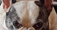 Wally participe au concours pour gagner de l'argent avec cette photo : animal, bostonbull, boxer, bulldog, canine, dog, frenchbulldog, pet, pitbull, puppy, snout, whitedog