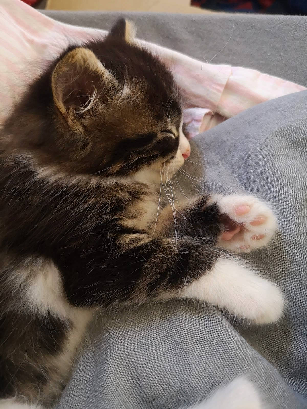 Roméo participe au concours pour gagner de l'argent avec cette photo : carnivore, cat, claw, comfort, domestic_short_haired_cat, felidae, flooring, fur, grey, human_leg, nap, paw, sand, small_to_medium_sized_cats, snout, tail, whiskers