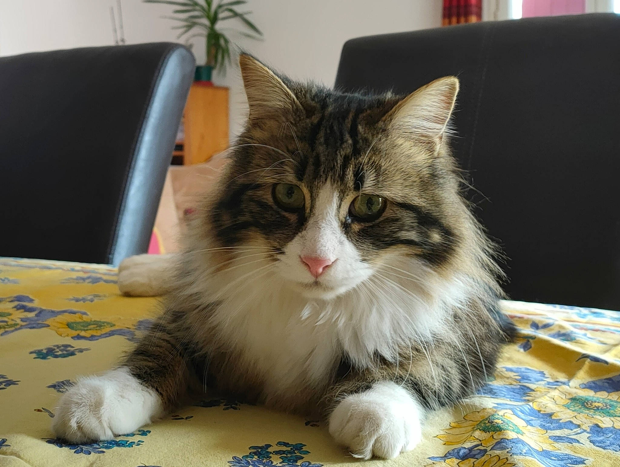 Roméo participe au concours pour gagner de l'argent avec cette photo : box, carnivore, cat, claw, comfort, domestic_short_haired_cat, felidae, flooring, flowerpot, fur, houseplant, paw, plant, sitting, small_to_medium_sized_cats, snout, tail, terrestrial_animal, whiskers, window