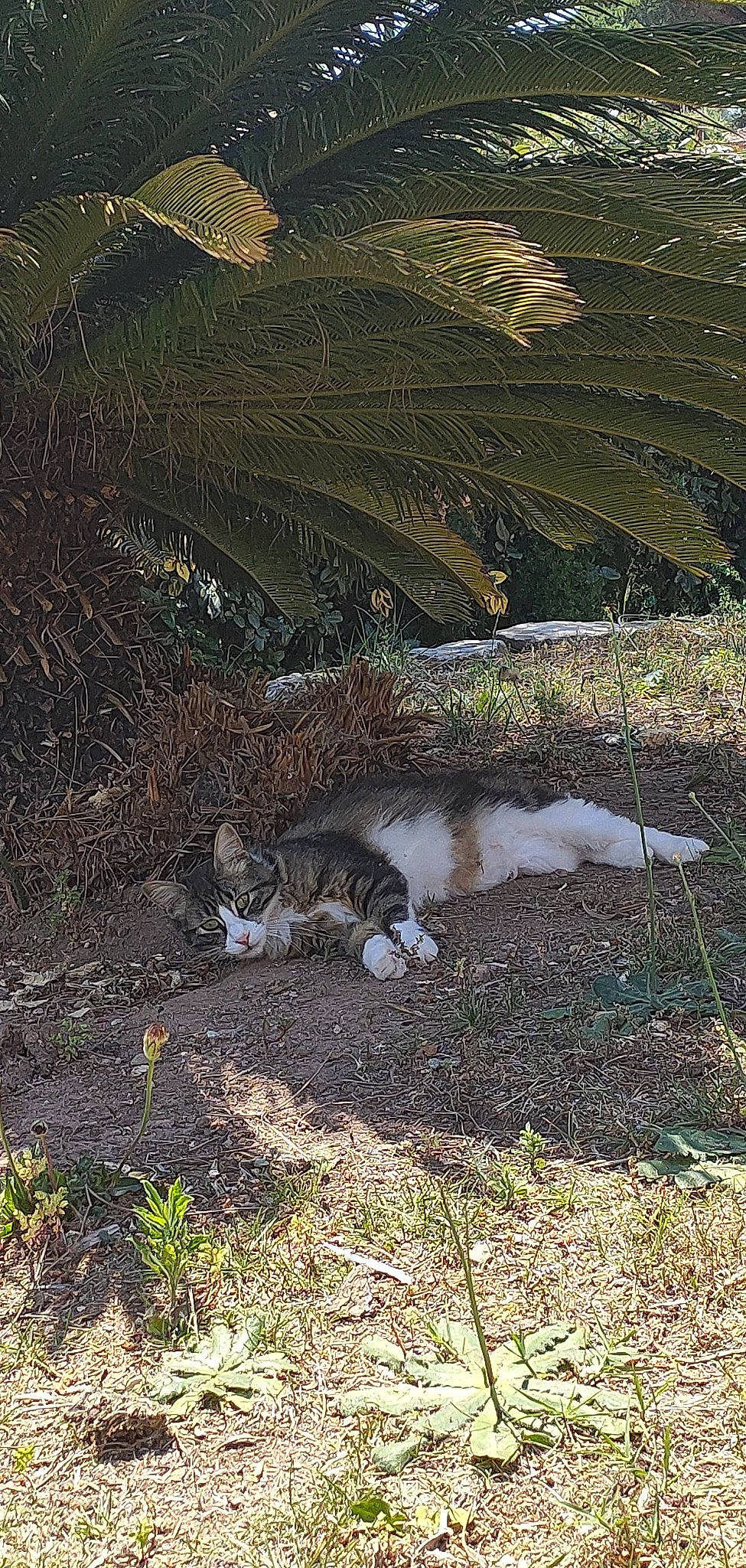 Roméo participe au concours pour gagner de l'argent avec cette photo : canidae, carnivore, cat, domestic_short_haired_cat, fawn, felidae, fur, grass, groundcover, landscape, plant, small_to_medium_sized_cats, soil, sporting_group, tail, terrestrial_animal, whiskers, wildlife