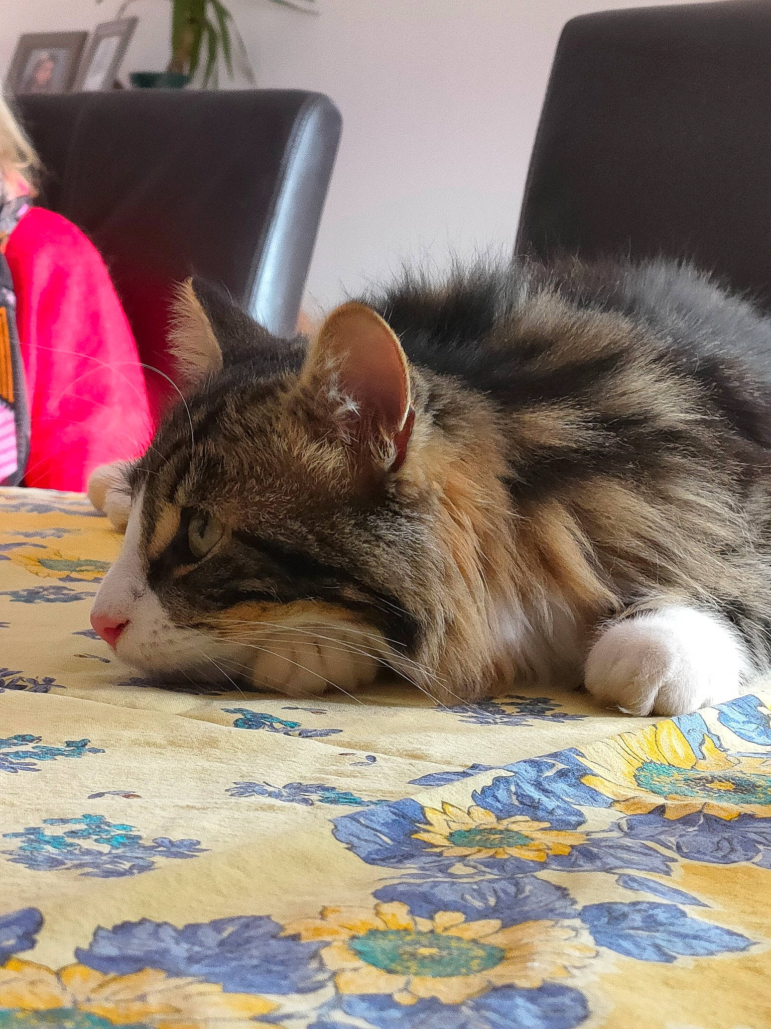 Roméo a rejoint le concours — aidez-le/la à gagner de superbes lots ! carnivore, cat, claw, comfort, couch, domestic_short_haired_cat, fawn, felidae, flooring, fur, houseplant, human_leg, linens, paw, plant, sitting, small_to_medium_sized_cats, snout, tail, whiskers