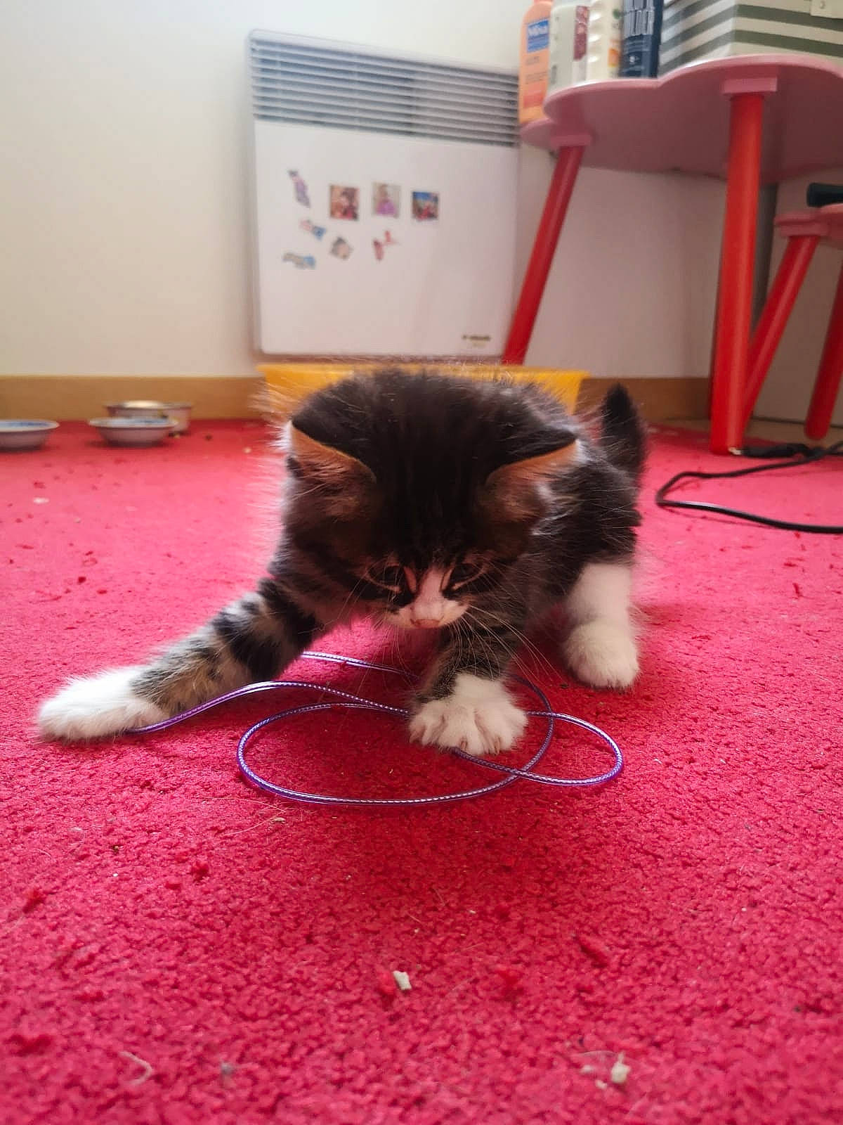 Roméo a rejoint le concours — aidez-le/la à gagner de superbes lots ! carnivore, carpet, cat, cat_food, claw, domestic_short_haired_cat, fawn, felidae, floor, flooring, foot, fur, human_leg, mammal, paw, sand, small_to_medium_sized_cats, snout, tail, whiskers