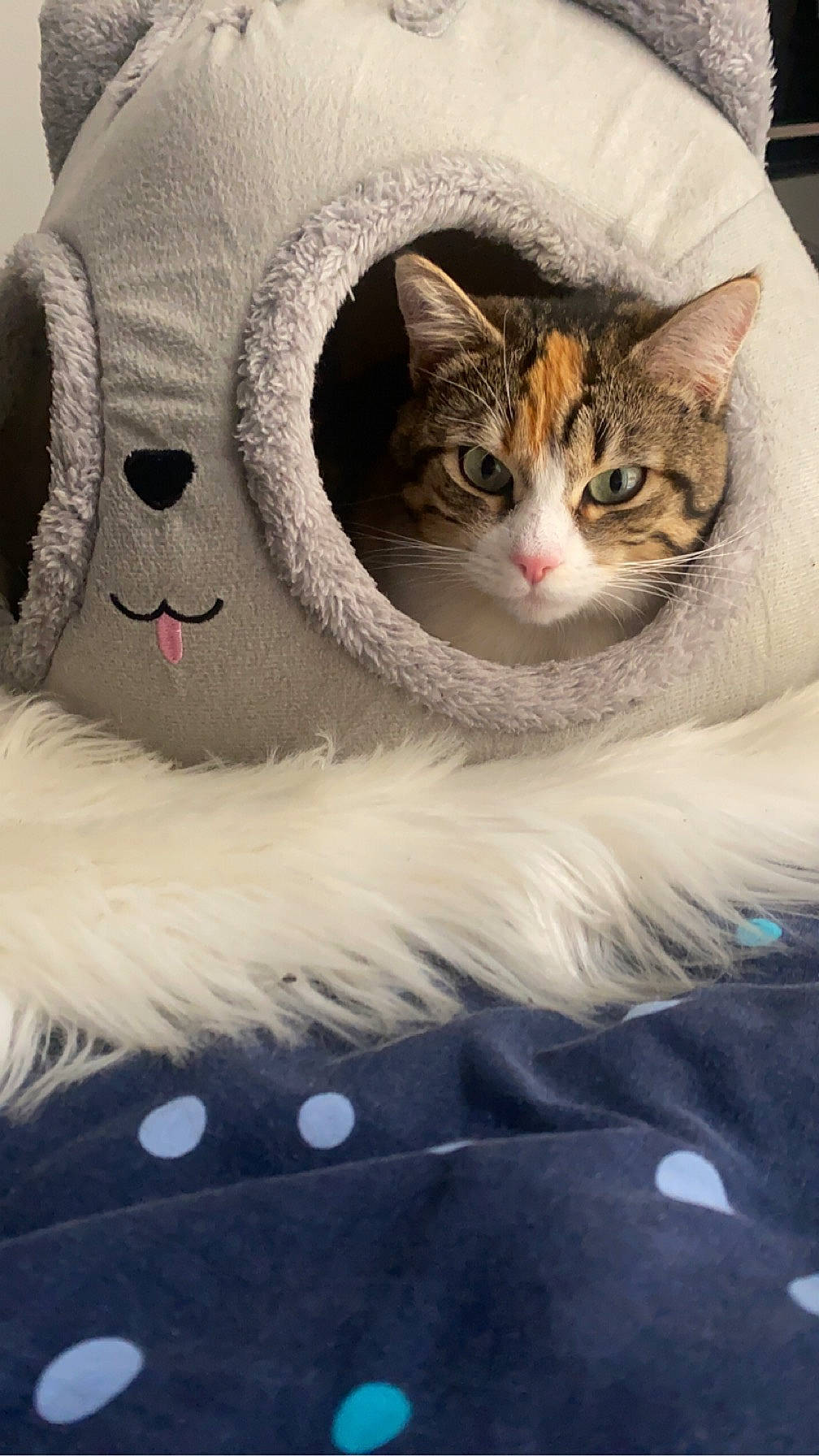 Plume participe au concours pour gagner de l'argent avec cette photo : carnivore, cat, cat_bed, claw, comfort, domestic_short_haired_cat, felidae, fur, mammal, paw, small_to_medium_sized_cats, snout, tail, toy, whiskers, window