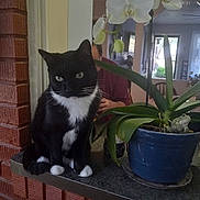 Gigi is registered to the contest to win money with this photo: cat, tuxedo_cat, plant, orchid, flower, pot, blue_pot, counter, brick_wall, indoor, person, home_interior, window, chair, table, green_leaves, white_flower, pet, feline, domestic_animal