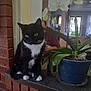 cat, tuxedo_cat, plant, orchid, flower, pot, blue_pot, counter, brick_wall, indoor, person, home_interior, window, chair, table, green_leaves, white_flower, pet, feline, domestic_animal
