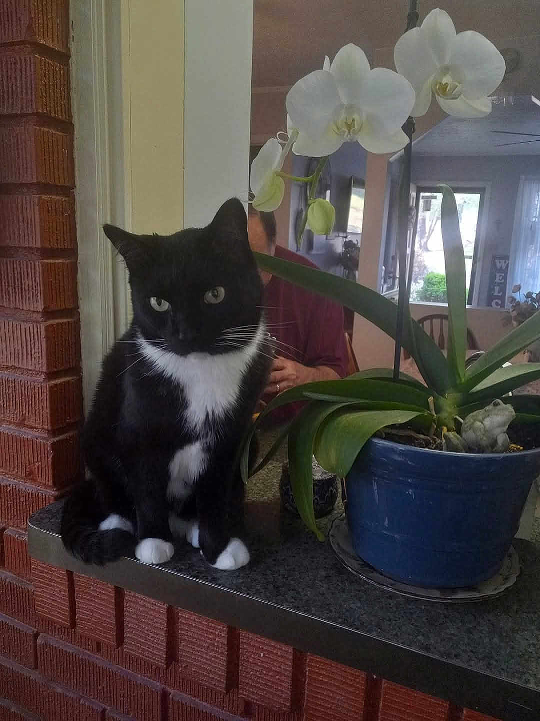Gigi is registered to the contest to win money with this photo: cat, tuxedo_cat, plant, orchid, flower, pot, blue_pot, counter, brick_wall, indoor, person, home_interior, window, chair, table, green_leaves, white_flower, pet, feline, domestic_animal