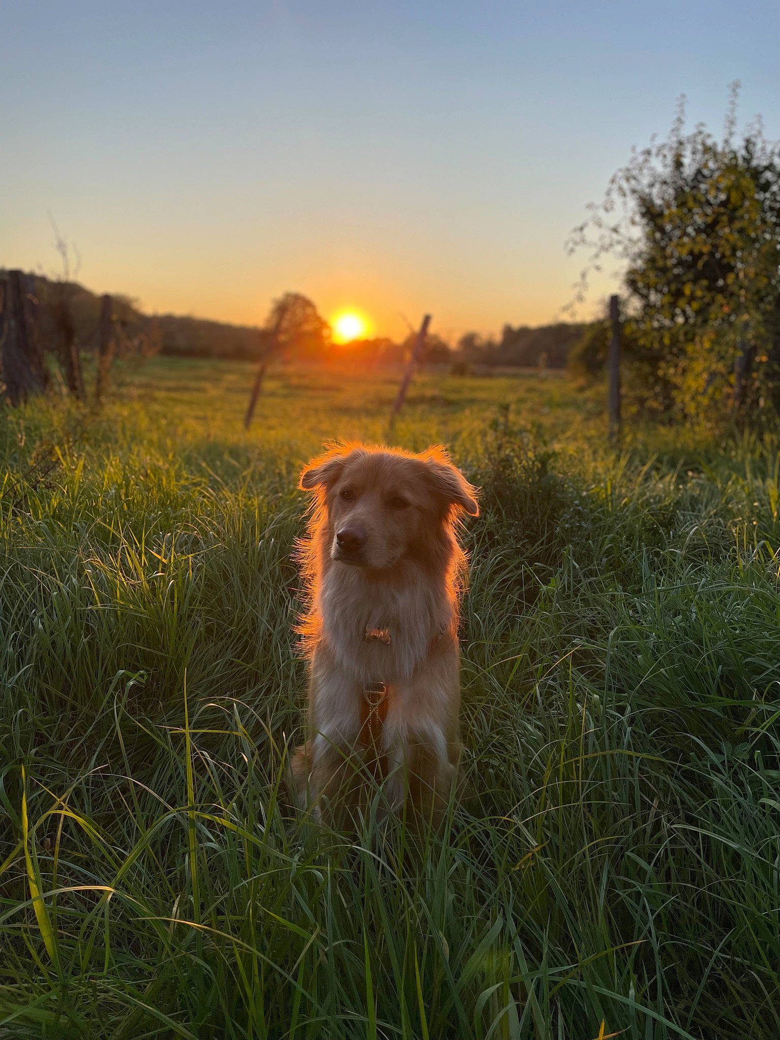 Pancake participe au concours pour gagner de l'argent avec cette photo : carnivore, companion_dog, dog, dog_breed, fawn, grass, grassland, horizon, landscape, meadow, natural_landscape, people_in_nature, plant, prairie, sky, sporting_group, sunlight, sunrise, sunset, tree