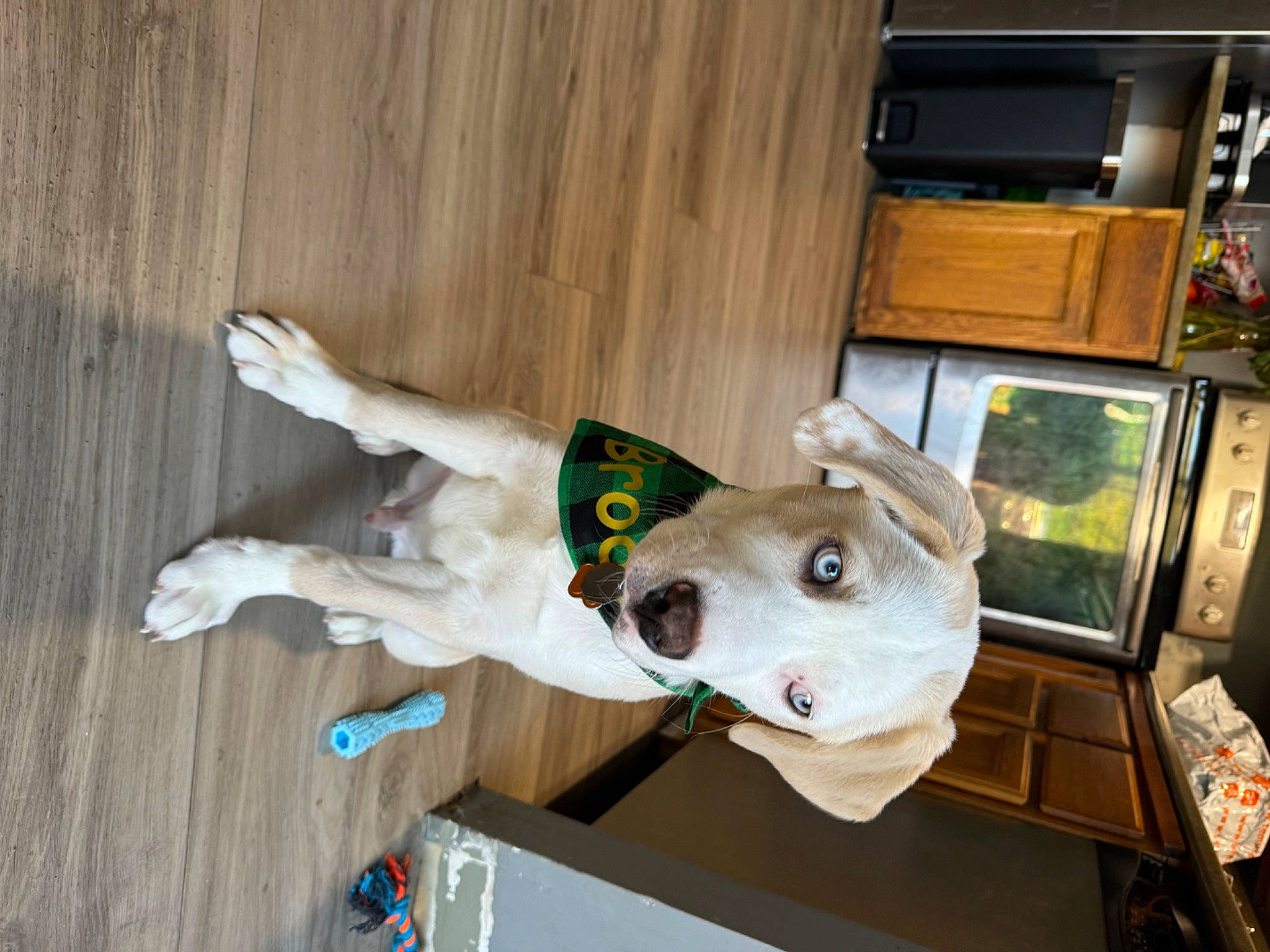 Brody joined the competition — help win amazing prizes! art, cabinetry, carnivore, collar, companion_dog, dog, dog_breed, dog_collar, dog_supply, fawn, flooring, hardwood, home_appliance, kitchen_appliance, snout, sporting_group, tail, television, wood, working_animal