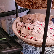 Dante joined the competition — help win amazing prizes! animal, basket, bird_pattern, blanket, carpet, cat, cozy, fur, furniture, green_handle, home, indoor, pet, quiet, relaxation, resting, sleeping, soft, storage_bins, toolbox