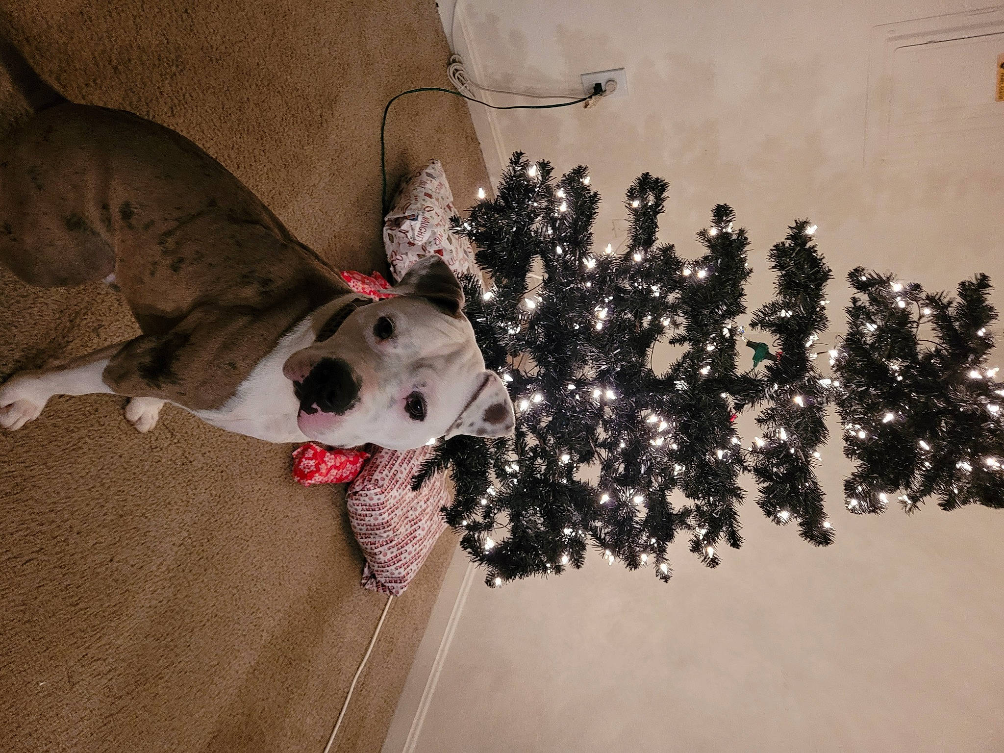 Major is registered to the contest to win money with this photo: carmine, carnivore, christmas_ornament, companion_dog, dalmatian, dog, dog_breed, eyewear, fawn, flooring, fur, ornament, plant, snout, sporting_group, stuffed_toy, toy, tree, twig, whiskers