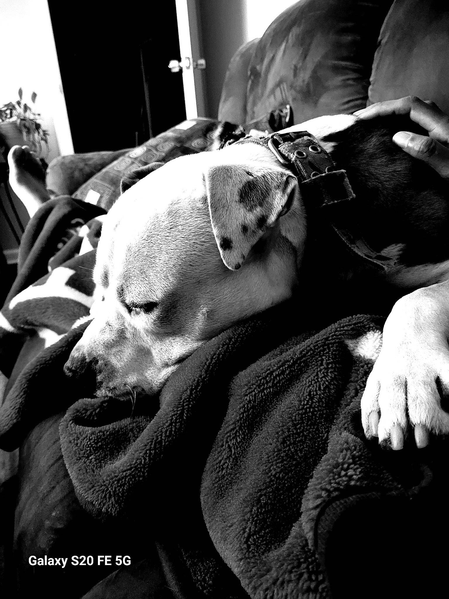 Major joined the competition — help win amazing prizes! black_and_white, carnivore, comfort, companion_dog, couch, dog, dog_breed, elbow, fur, grey, guard_dog, human_leg, monochrome, monochrome_photography, room, sitting, sporting_group, style, whiskers, working_animal