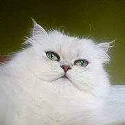 Maddy participe au concours pour gagner de l'argent avec cette photo : cat, white_cat, fluffy, green_eyes, pet, animal, portrait, close_up, feline, fur, indoor, cute, whiskers, face, expression, domestic_cat, mammal, resting, soft, majestic