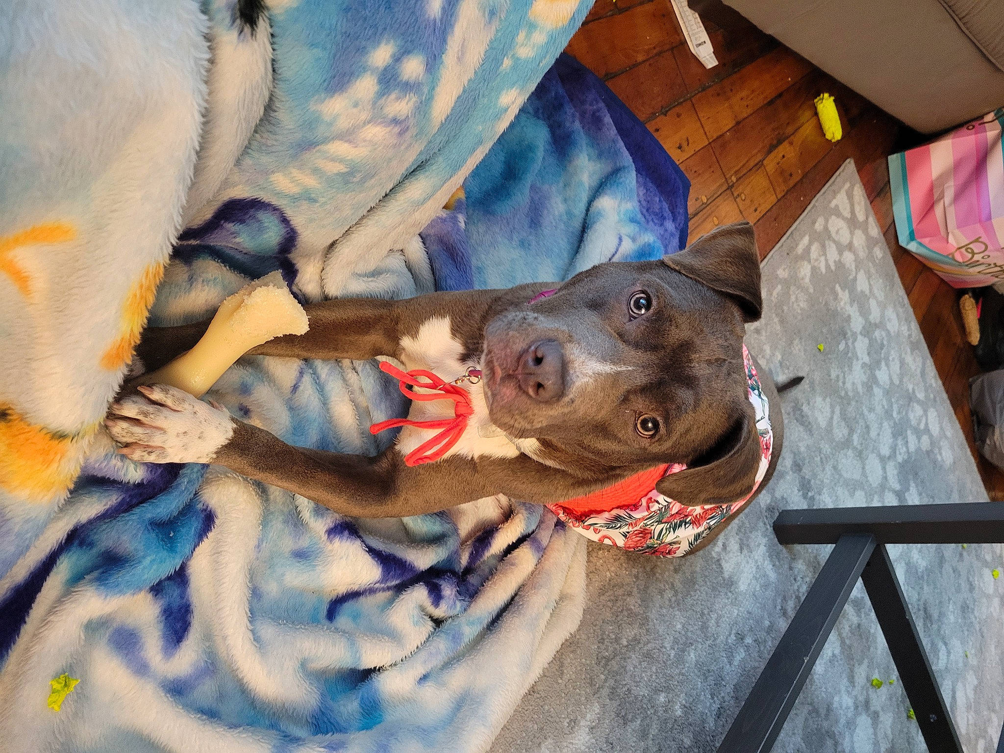 Railyn is registered to the contest to win money with this photo: adventure, art, canidae, carnivore, collar, companion_dog, dog, dog_breed, dog_collar, fashion_accessory, fawn, fun, guard_dog, hat, painting, recreation, snout, sporting_group, visual_arts, working_animal