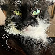 Pastille a rejoint le concours — aidez-le/la à gagner de superbes lots ! cat, tuxedo_cat, close_up, green_eyes, whiskers, fur, face, portrait, pet, domestic_cat, black_and_white, muzzle, nose, ears, indoor, staring, fluffy, long_whiskers, macro, reflective_eyes