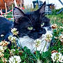cat, tuxedo_cat, green_eyes, whiskers, clover, white_clover, grass, flowers, black_and_white, fur, ears, close_up, portrait, pet, backyard, garden, outdoor, meadow, relaxed, blossom