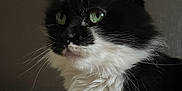 Pastille participe au concours pour gagner de l'argent avec cette photo : cat, feline, tuxedo_cat, green_eyes, whiskers, long_hair, black_and_white, fluffy, portrait, close_up, ear, muzzle, fur, indoor, pet, gaze, profile, soft_lighting, dramatic_lighting, calm_expression