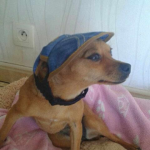 Chipie a rejoint le concours — aidez-le/la à gagner de superbes lots ! canidae, carnivore, collar, comfort, companion_dog, dog, dog_breed, dog_clothes, dog_supply, fawn, flooring, fur, german_shepherd_dog, guard_dog, paw, sighthound, snout, sporting_group, whiskers, working_animal