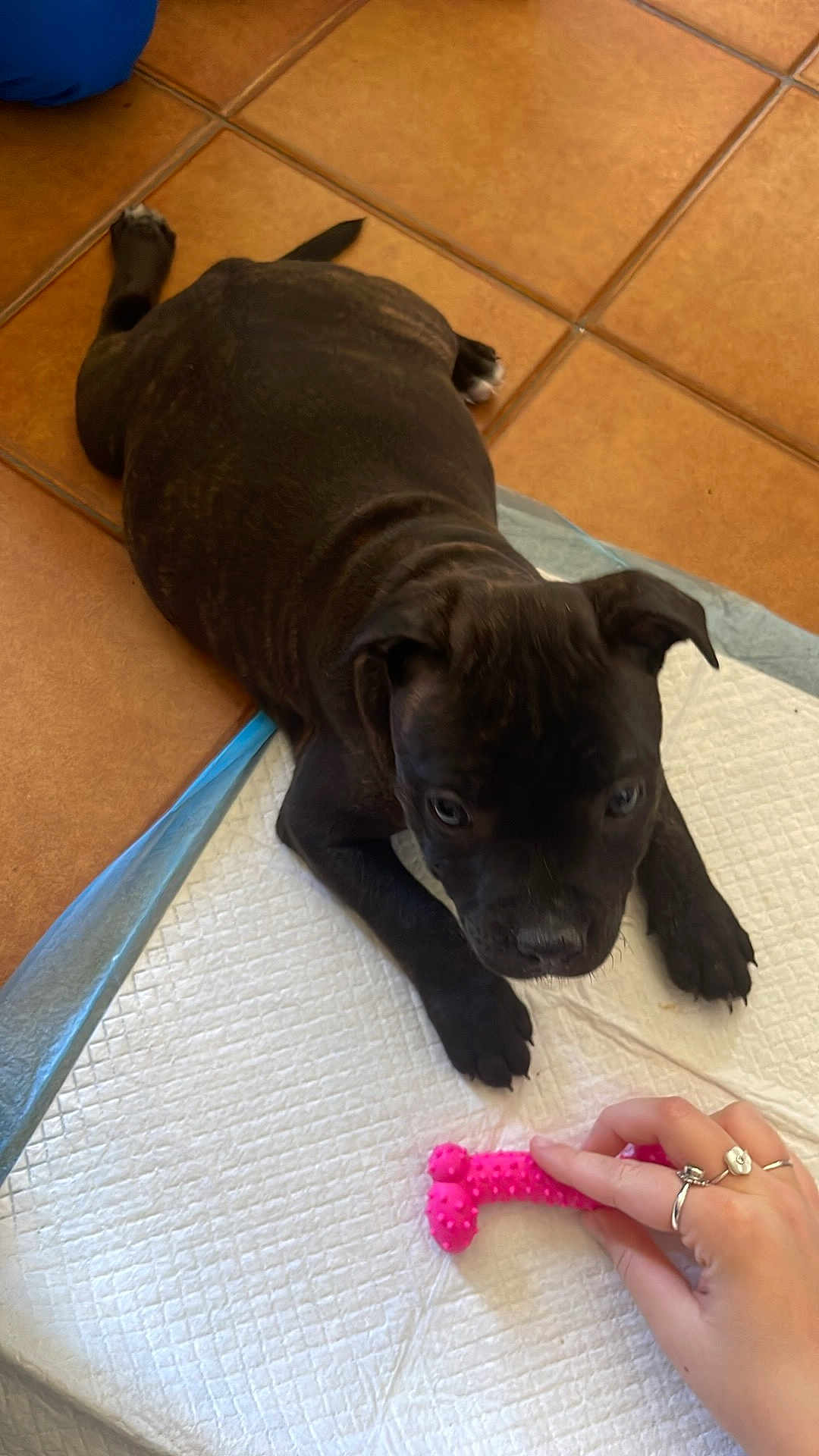 Xena