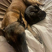 Xena a rejoint le concours — aidez-le/la à gagner de superbes lots ! dog, sleeping, bed, blanket, cozy, brown_dog, black_dog, resting, domestic_animal, pets, fur, indoor, animal, friendship, cuddling, canine, comfort, relaxation, nap, household