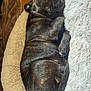 puppy, dog, sleeping, brindle, bed, fluffy, cozy, fur, pet, resting, indoors, cute, animal, paw, snout, relaxed, curled_up, nose, quiet, companion