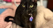 Sussie is registered to the contest to win money with this photo: animal, bed, black_cat, blanket, blurred_background, cat, close_up, collar, cozy, curious, cute, domestic_animal, feline, focus, indoor, pet, portrait, soft_texture, warm_colors, yellow_eyes