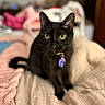 Sussie is registered to the contest to win money with this photo: black_cat, cat, pet, animal, indoor, bed, blanket, soft_texture, collar, focus, yellow_eyes, feline, domestic_animal, curious, cute, portrait, close_up, cozy, warm_colors, blurred_background