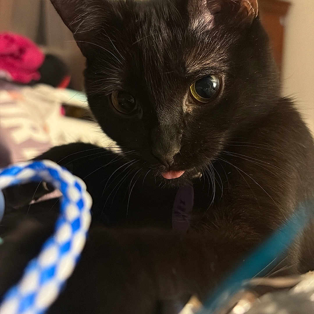 Sussie joined the competition — help win amazing prizes! black_cat, cat, pet, animal, indoor, close_up, paw, rope, curious, playful, tongue_out, fur, whiskers, ears, eyes, bedroom, soft_lighting, domestic_cat, cute, feline