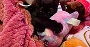 Sussie joined the competition — help win amazing prizes! black_cat, kitten, plush_toy, unicorn, pink_blanket, stuffed_animals, cozy, sleeping, soft_texture, cute, indoors, pet, animal, fur, relaxation, comfort, colorful, cuddle, toy, nap