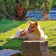 Sonic joined the competition — help win amazing prizes! dog, grass, sunlight, outdoor, pet, nature, greenery, brick, stone, animal, canine, fluffy, tongue_out, relaxed, daylight, shrub, fur, park, resting, summer