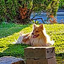 dog, grass, sunlight, outdoor, pet, nature, greenery, brick, stone, animal, canine, fluffy, tongue_out, relaxed, daylight, shrub, fur, park, resting, summer